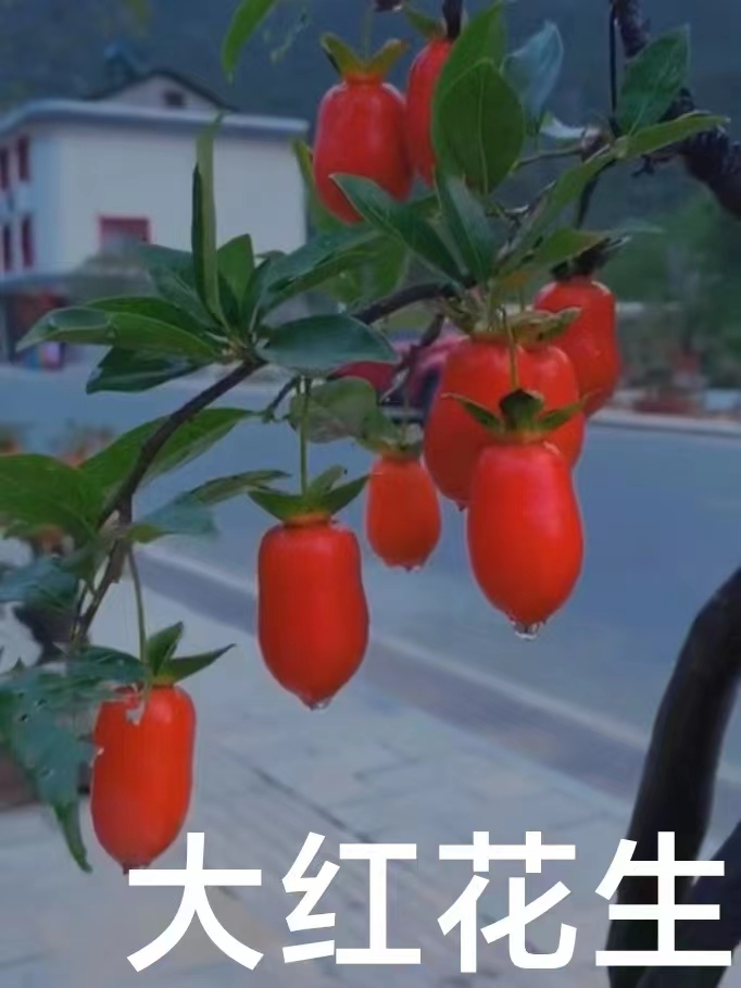 精品金弹子盆景绿植