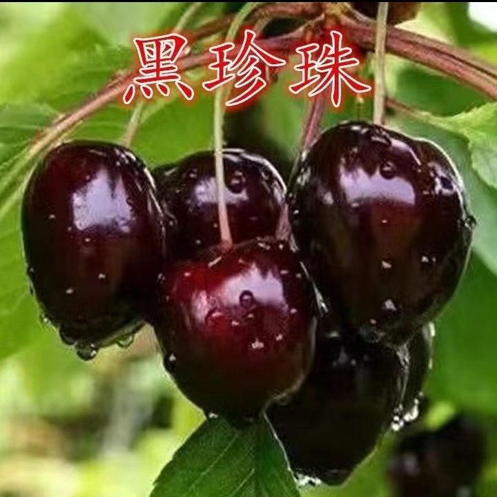 黑珍珠大樱桃【盆栽地栽】