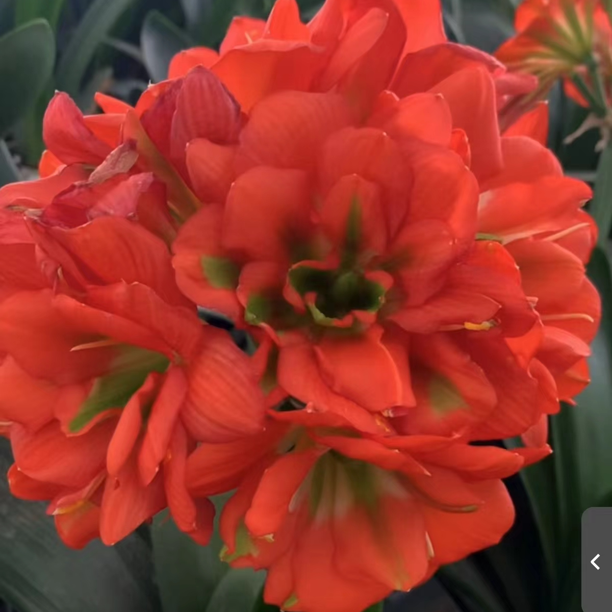 君子兰异花【一花一拍】