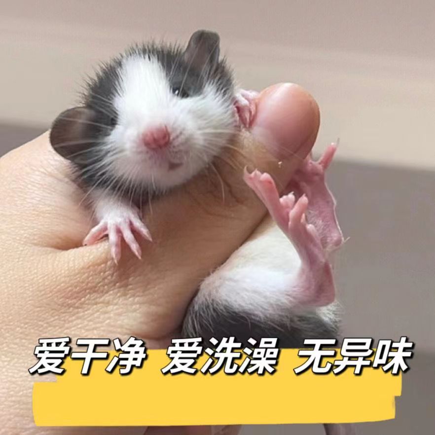 花枝鼠活活体小宠物亲人好养宿舍小宠物