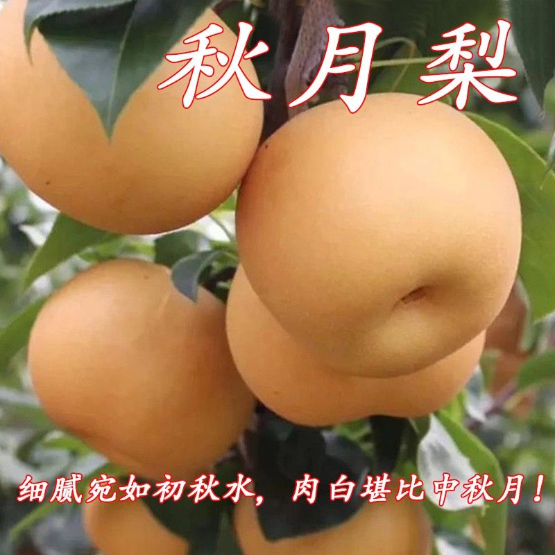 秋月梨 嫁接梨树苗 莱阳秋月蜜梨 盆栽地栽南北方种植裸根 果树苗
