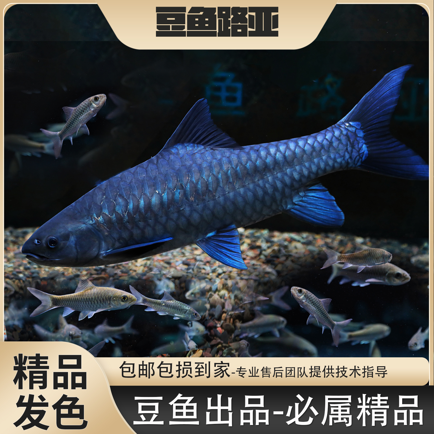 【豆爸618专属异口】蓝吉罗观赏鱼包野保真活体豆爸豆鱼路亚小鱼苗