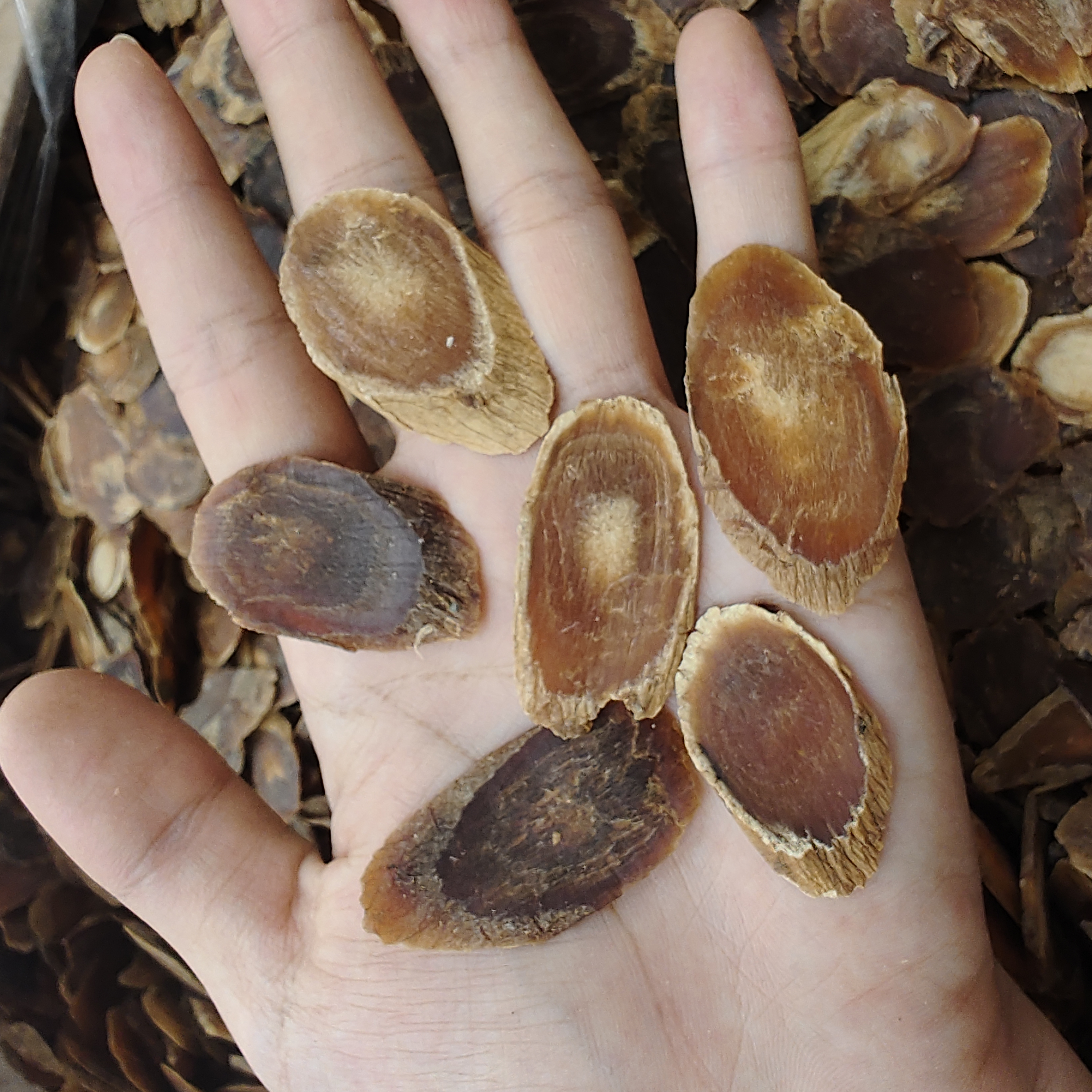 （菊花芯大片高丽片）品质好煲汤泡水泡酒泡蜂蜜非西洋参