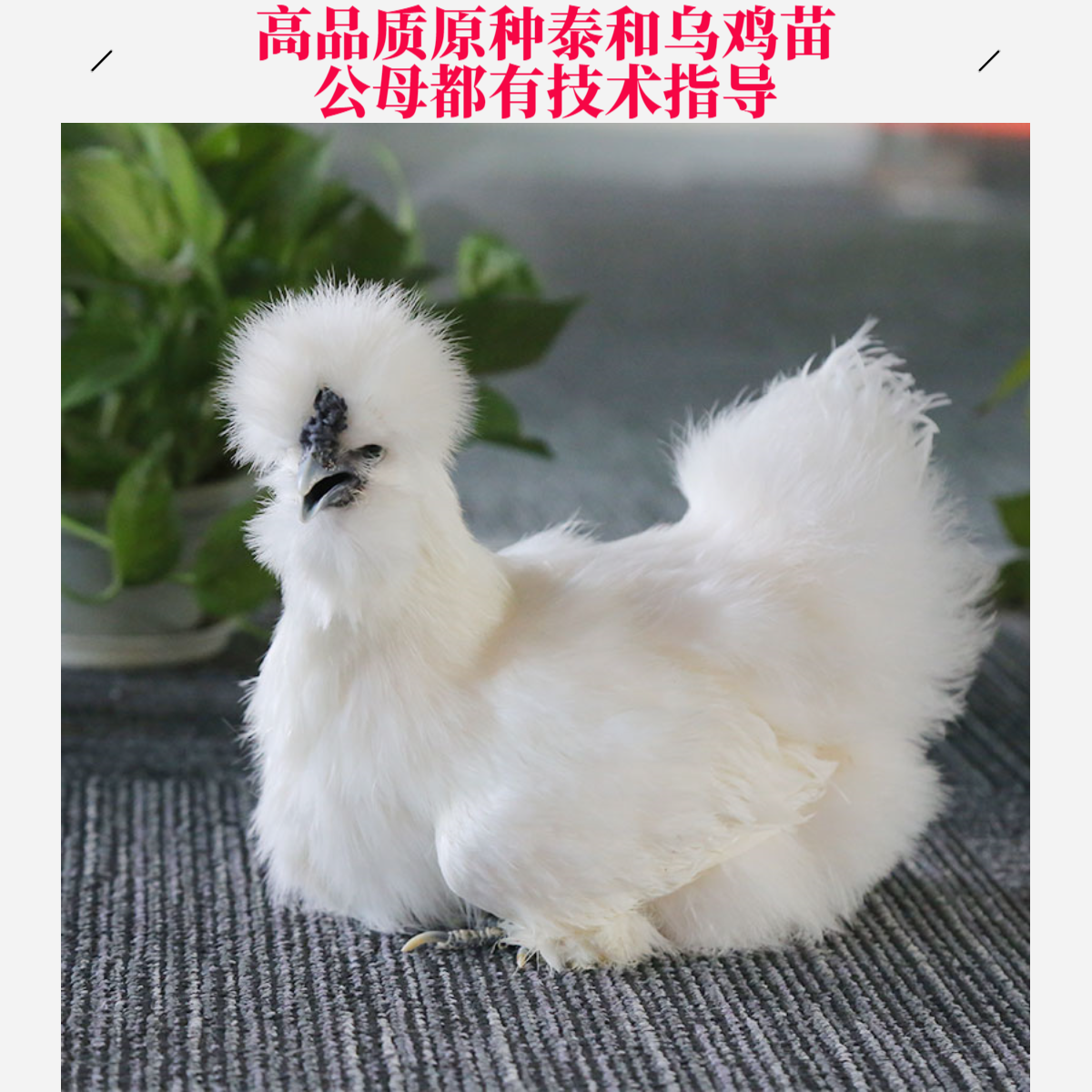 原种江西泰和乌鸡苗10只起发白凤乌鸡苗幼苗小鸡苗乌鸡苗