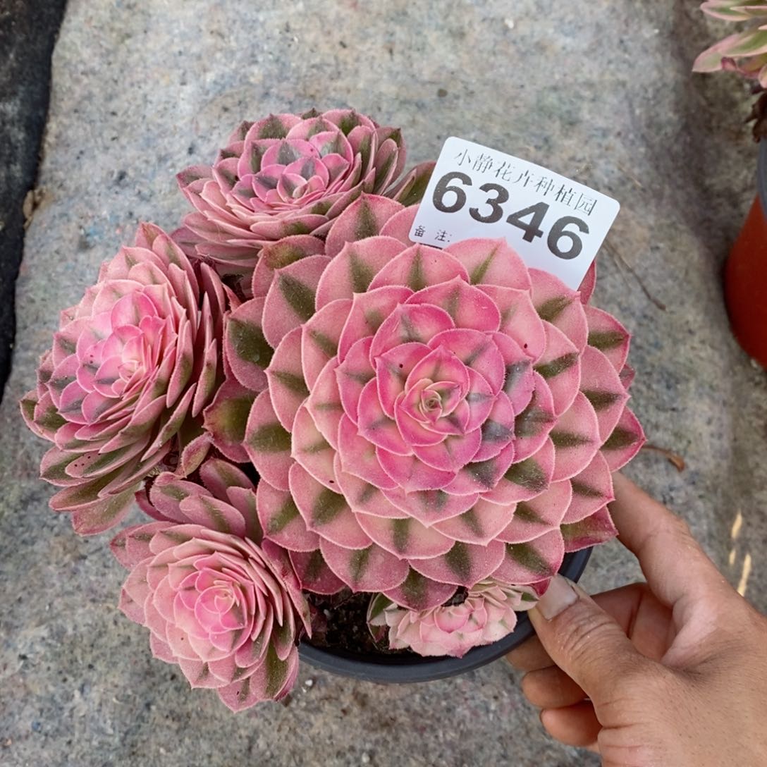 红陶20CM以下6346倾城6