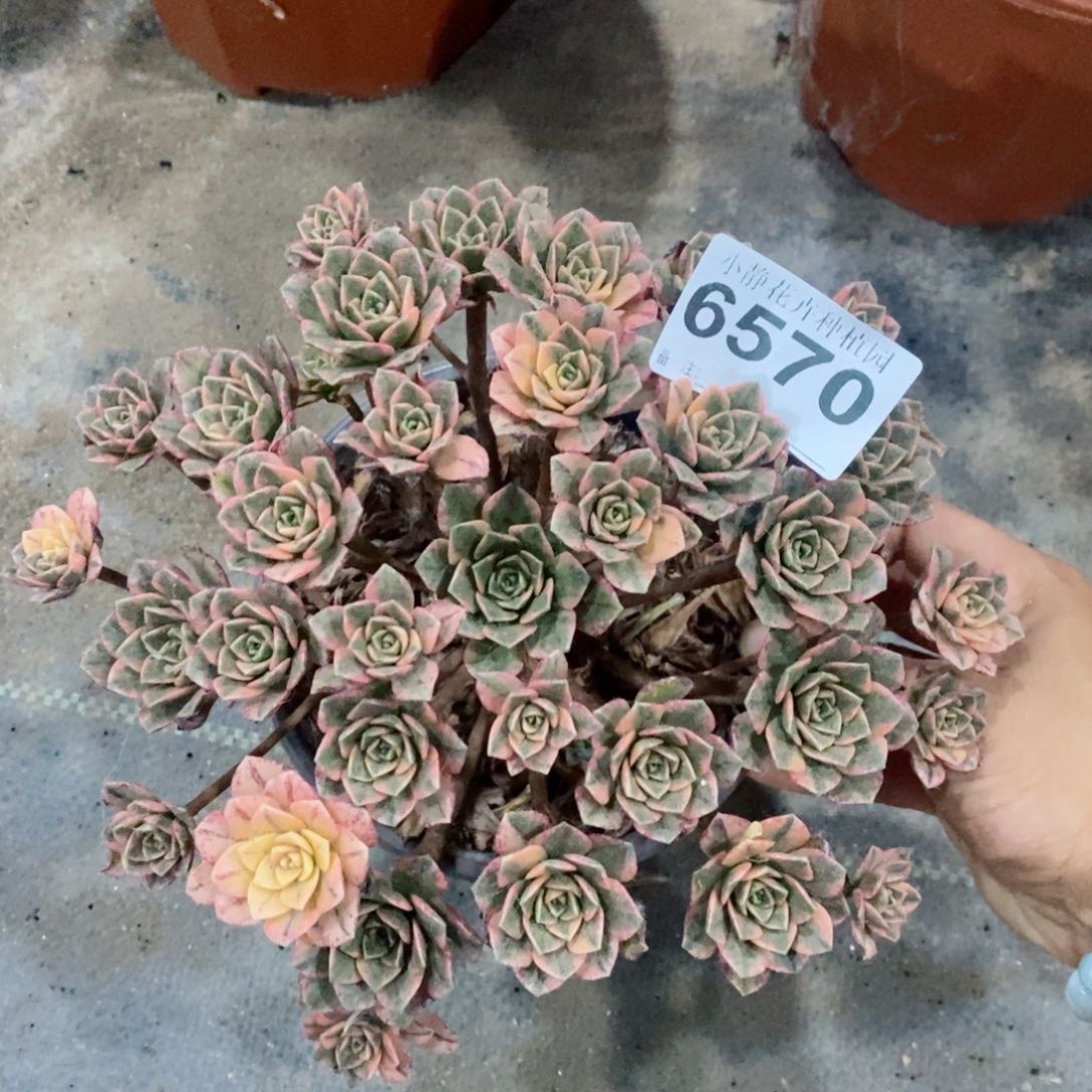 红陶20CM以下6570甜茶3