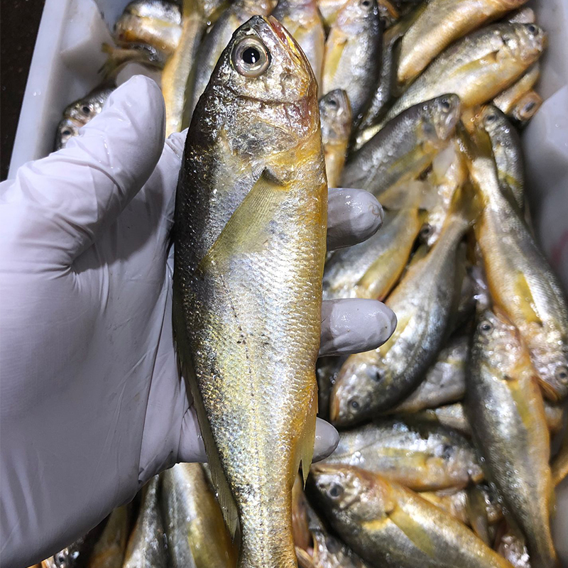【鲜出海现称东海小黄鱼】东海野捕小黄鱼东海野生海捕石浦海鲜