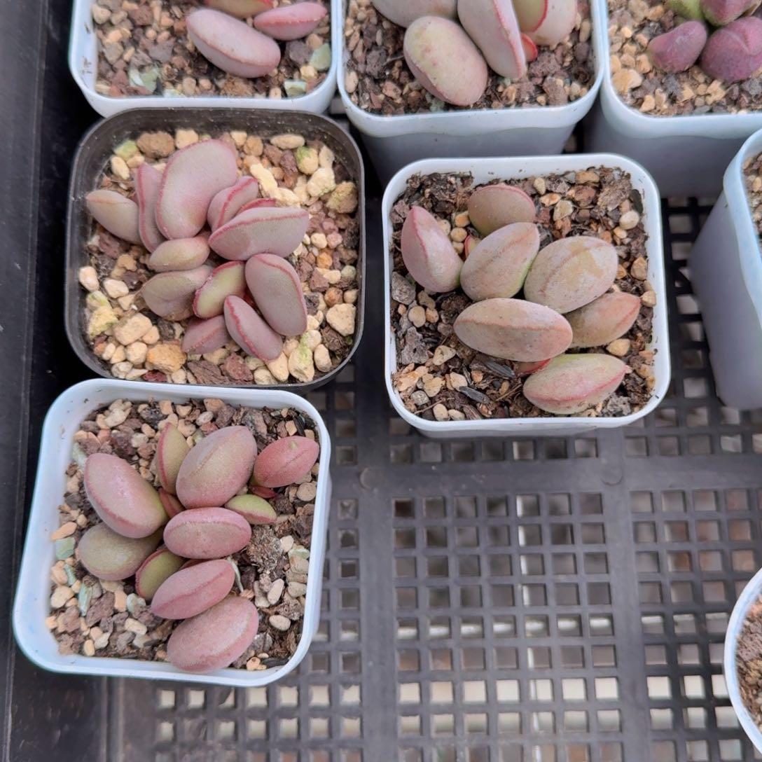 红蛋水泡多肉9.9包邮