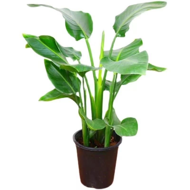 【天旺L】天堂鸟盆栽室内植物办公室鹤望兰大型绿植开业盆景