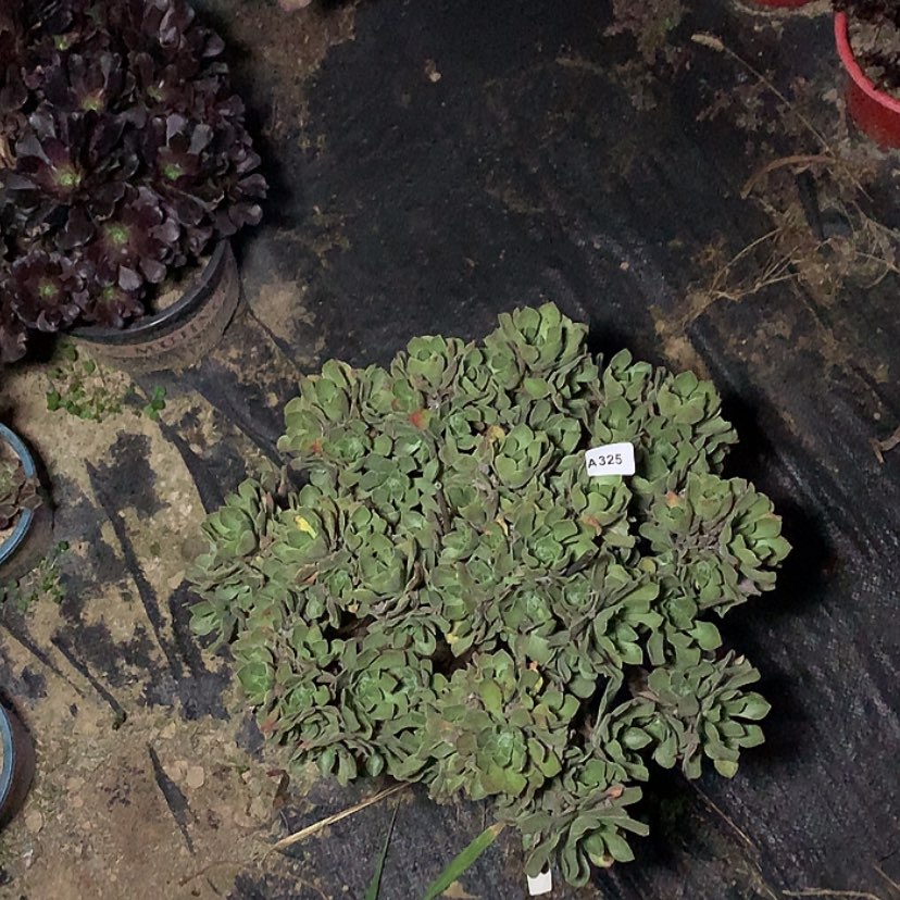 【闪购商品】325冰绒多肉