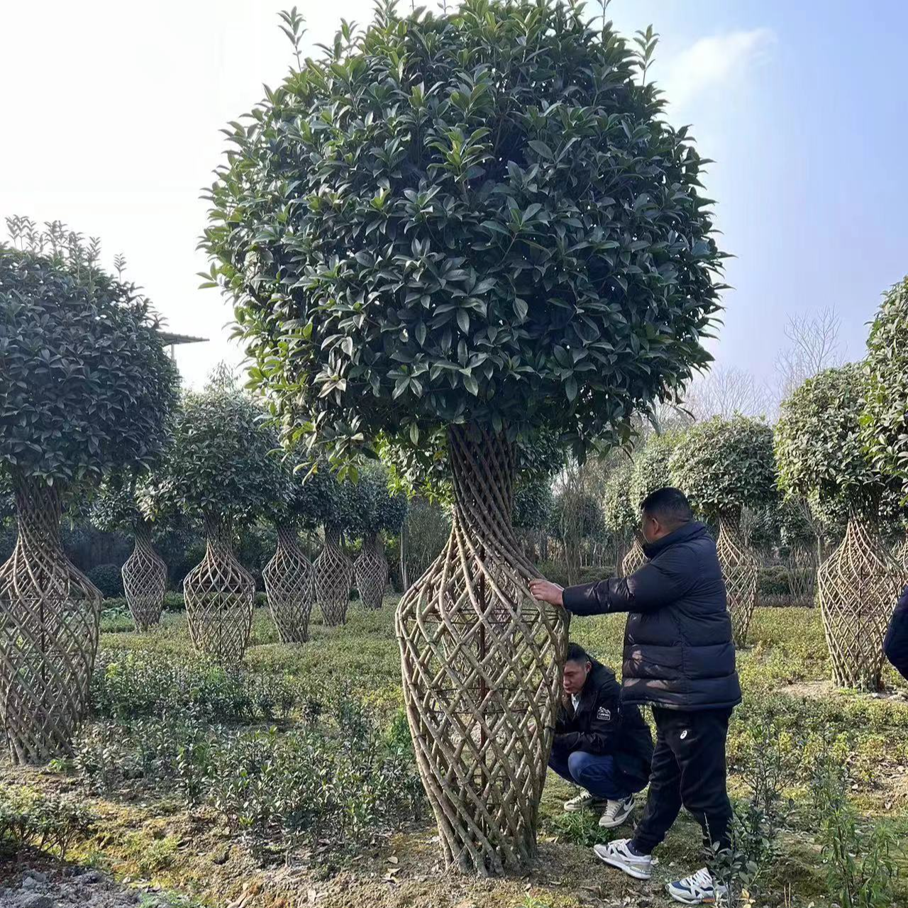 桂花 庭院盆景造型花瓶水瓶四季常青 耐寒开花浓香型大型庭院造型