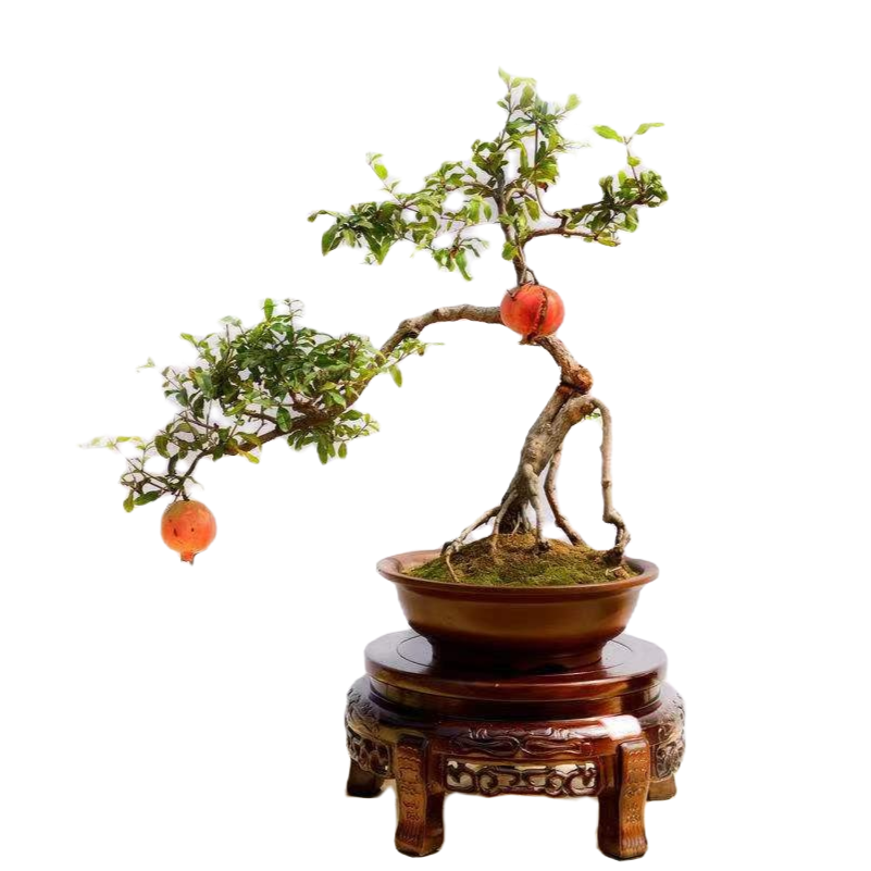 【大红袍盆景】直播间一物一拍