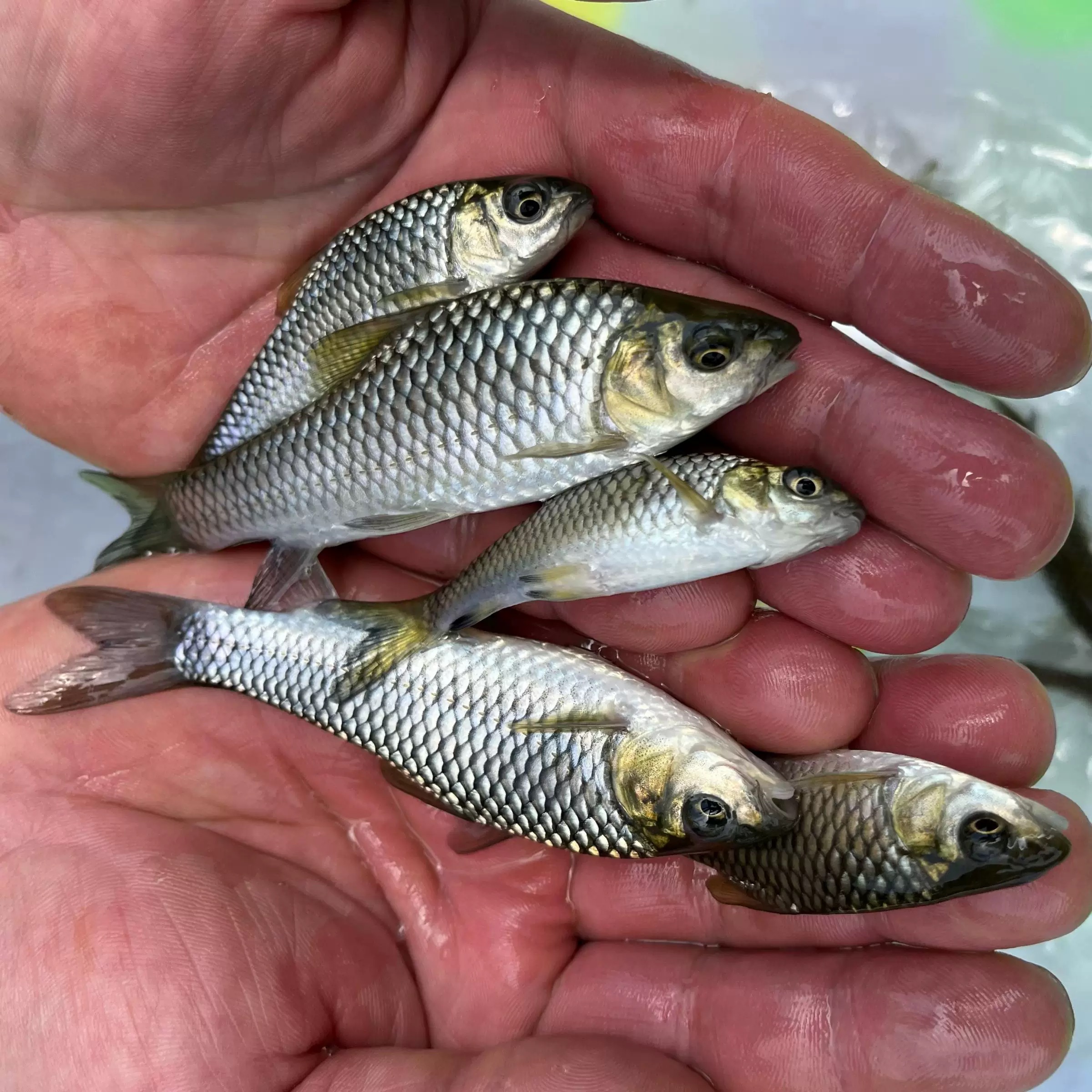 四川发货清波鱼中华倒刺鲃鱼淡水鱼塘水库养殖食用鱼