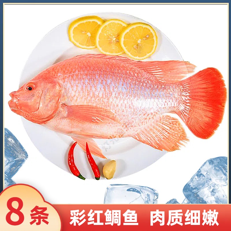 8条彩红鲷鱼共6斤(代杀去肚)杀后到手约4.8斤速冻非活 送2包豆豉