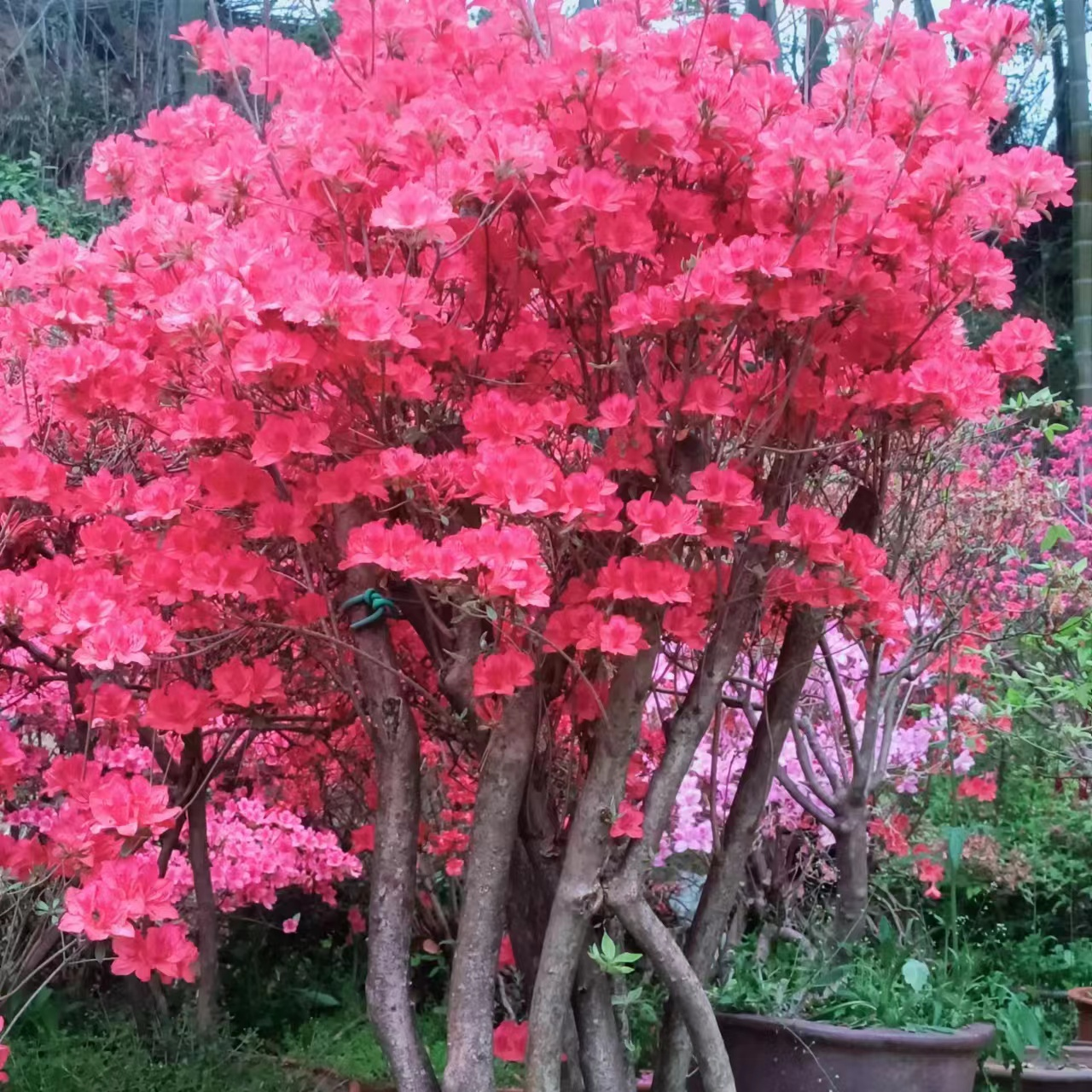 映山红老桩盆景杜鹃花树桩素材鲜花花卉绿植（一物一拍下单需备注）