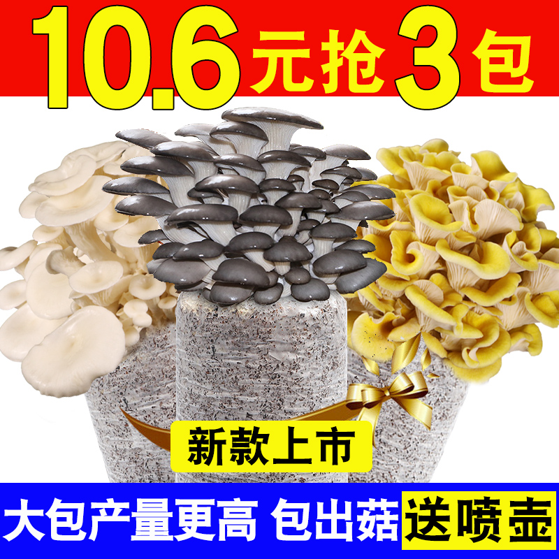 小扬哥甄选]蘑菇菌包菌种种植包平菇灵芝木耳自种菇种家庭室内香