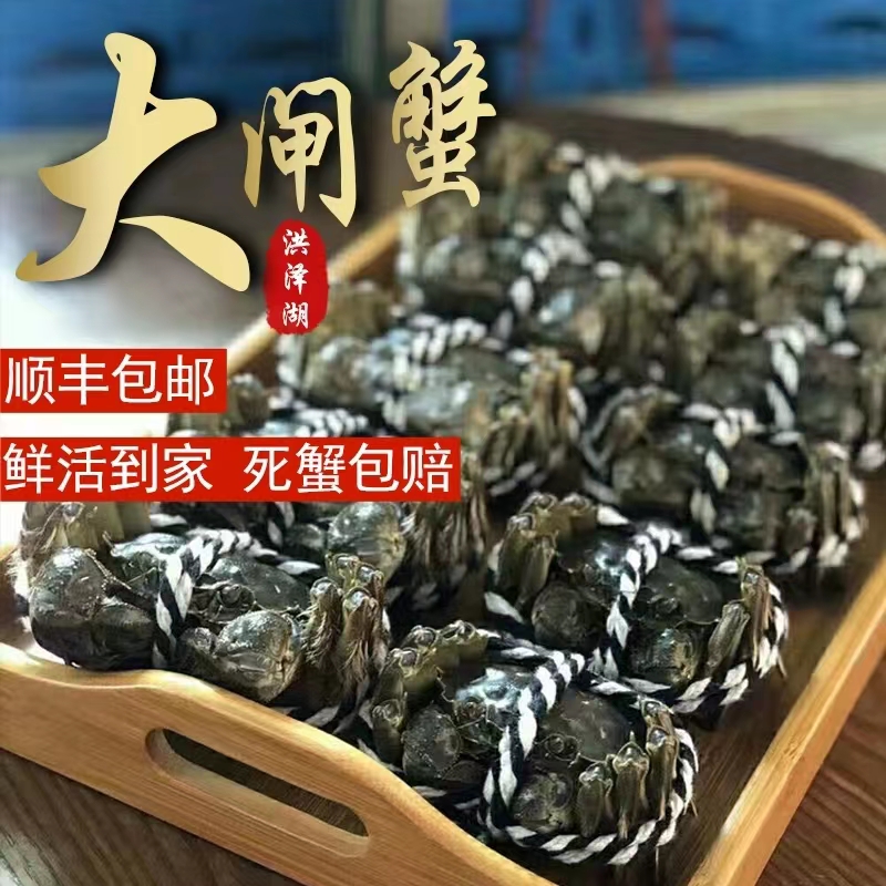 活蟹江苏洪泽湖大闸蟹全母蟹3.7-4两 4只装起 鲜活顺丰包邮 