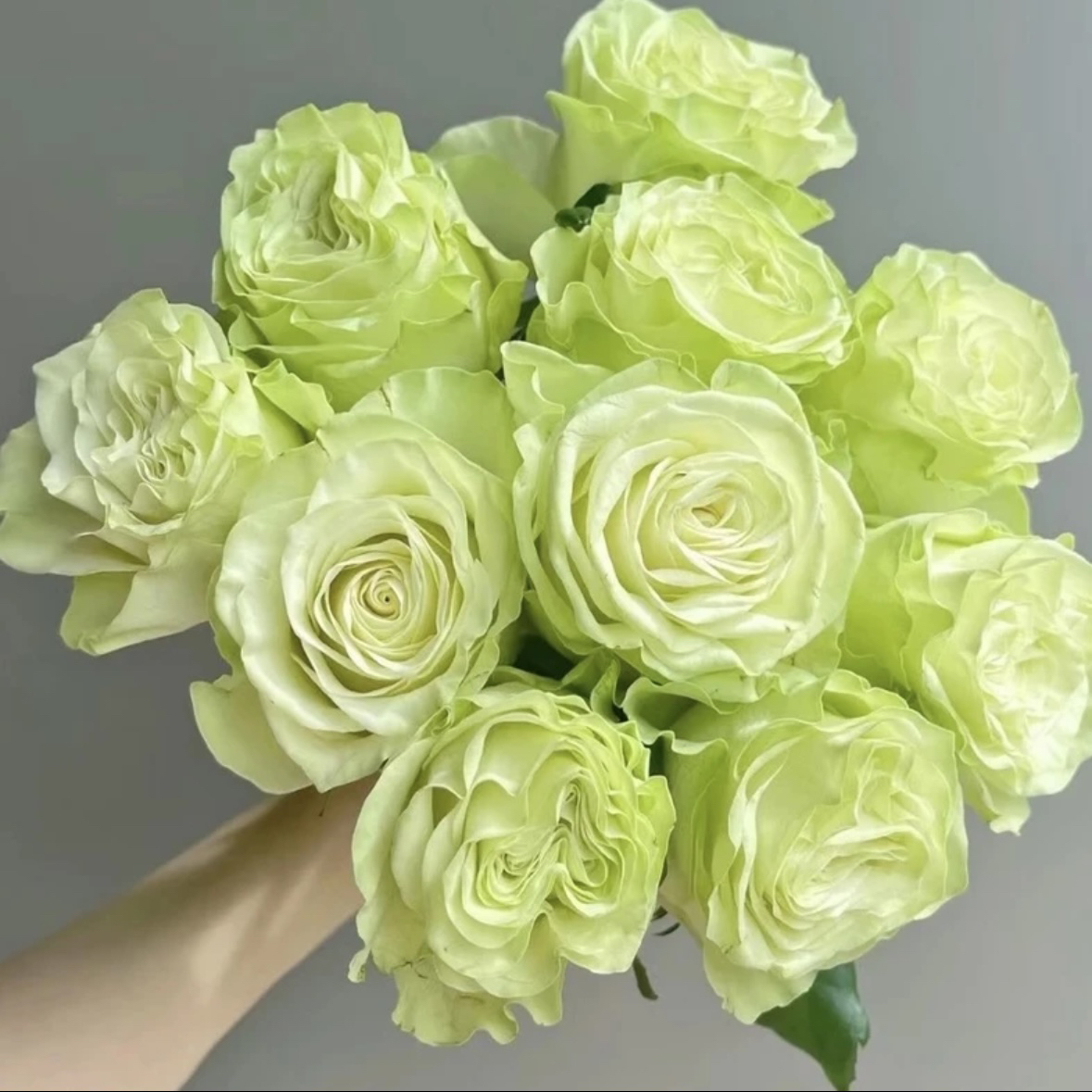 浪漫格林根接苗匠人月季绿色玫瑰玫瑰花四季开花阳台盆栽植物鲜花