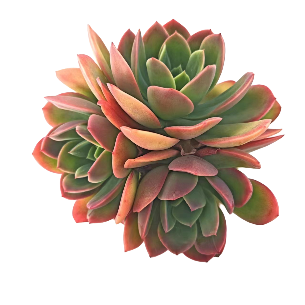 洋洋家多肉（绮罗仙子） 多肉植物云南基地直发耐高温新手推荐