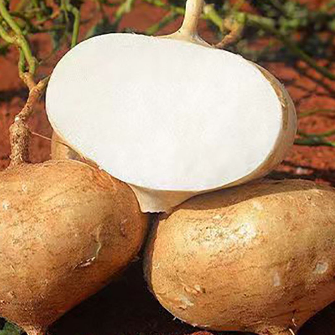 【满五包包邮】凉薯水果地瓜种籽瓜果种子高产易种好吃