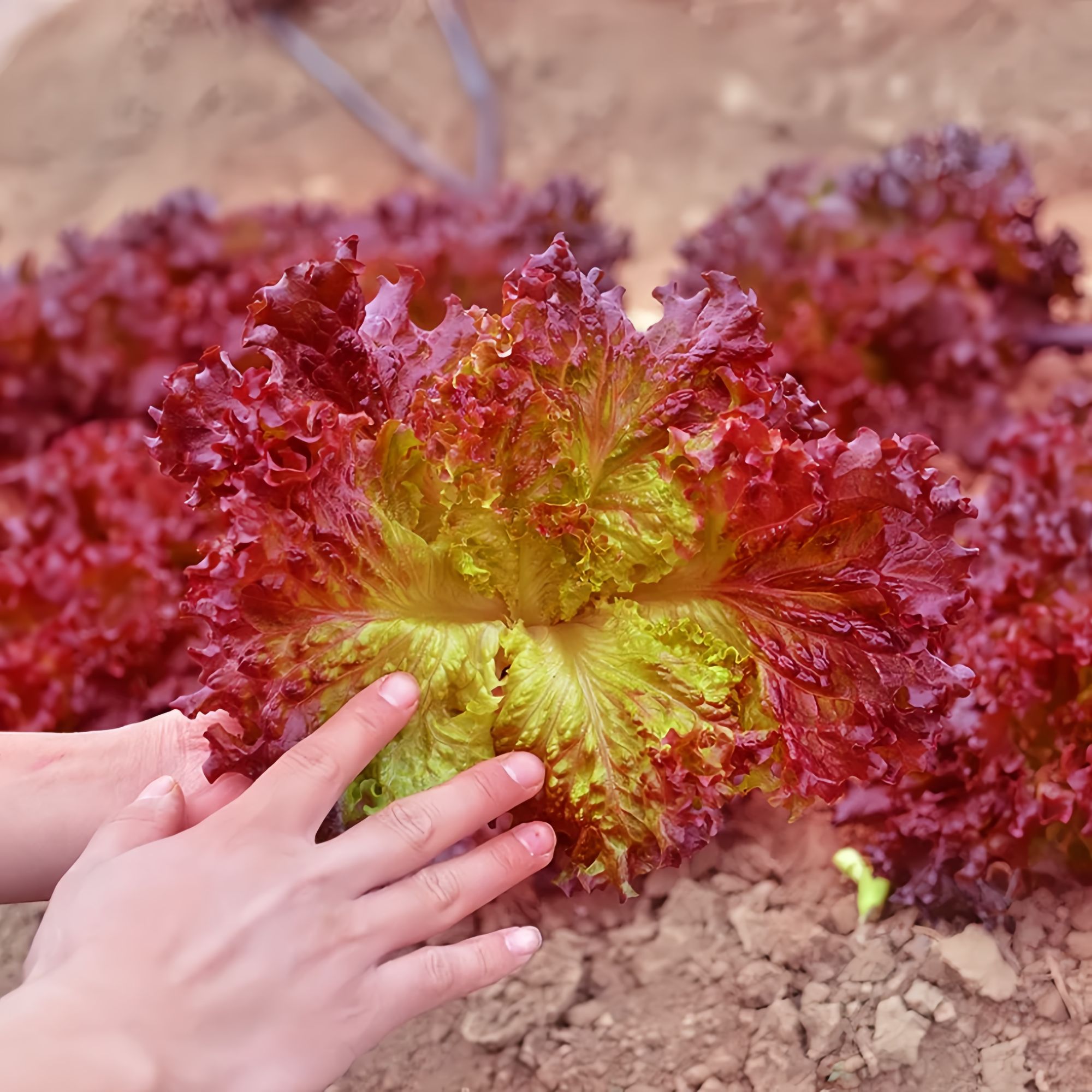 【满5包包邮】紫叶生菜种子紫霞生菜种子生菜种籽沙拉菜四季种植