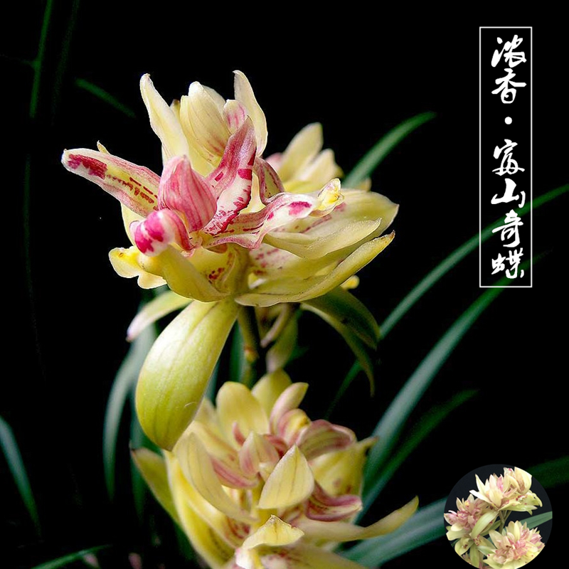 【富山奇蝶】建兰 兰花 奇花新手经典好养室内客厅桌面绿植盆栽花卉