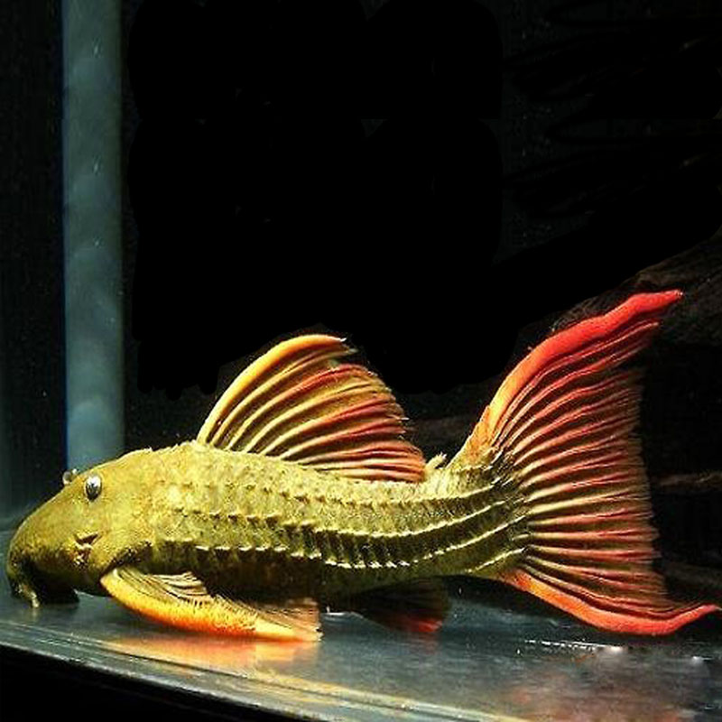 大尺寸异型L24帝王血钻黑白双星皇后黄珍珠哥白哥绿皇冠豹清道夫