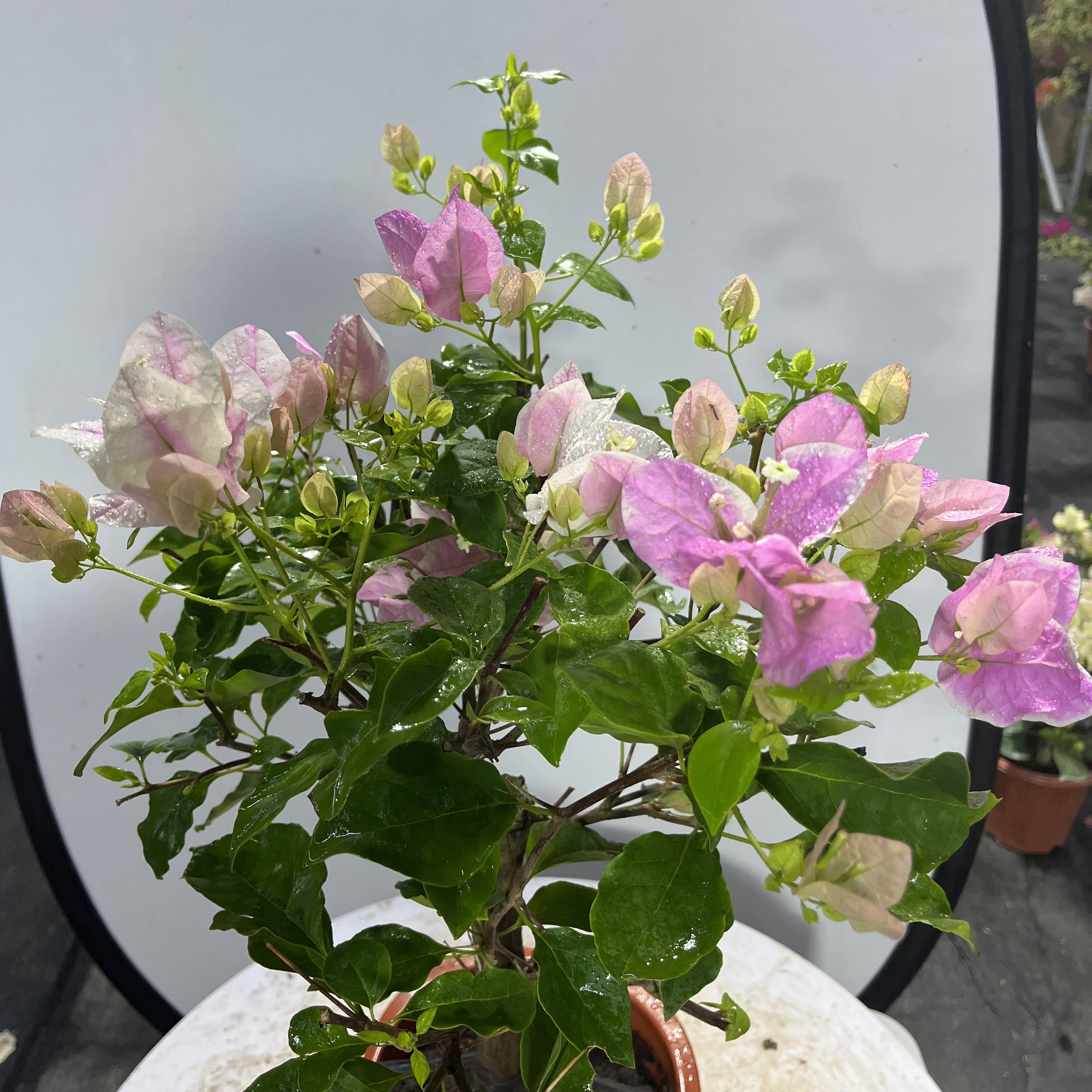 三角梅（广红樱）四季勤花品种