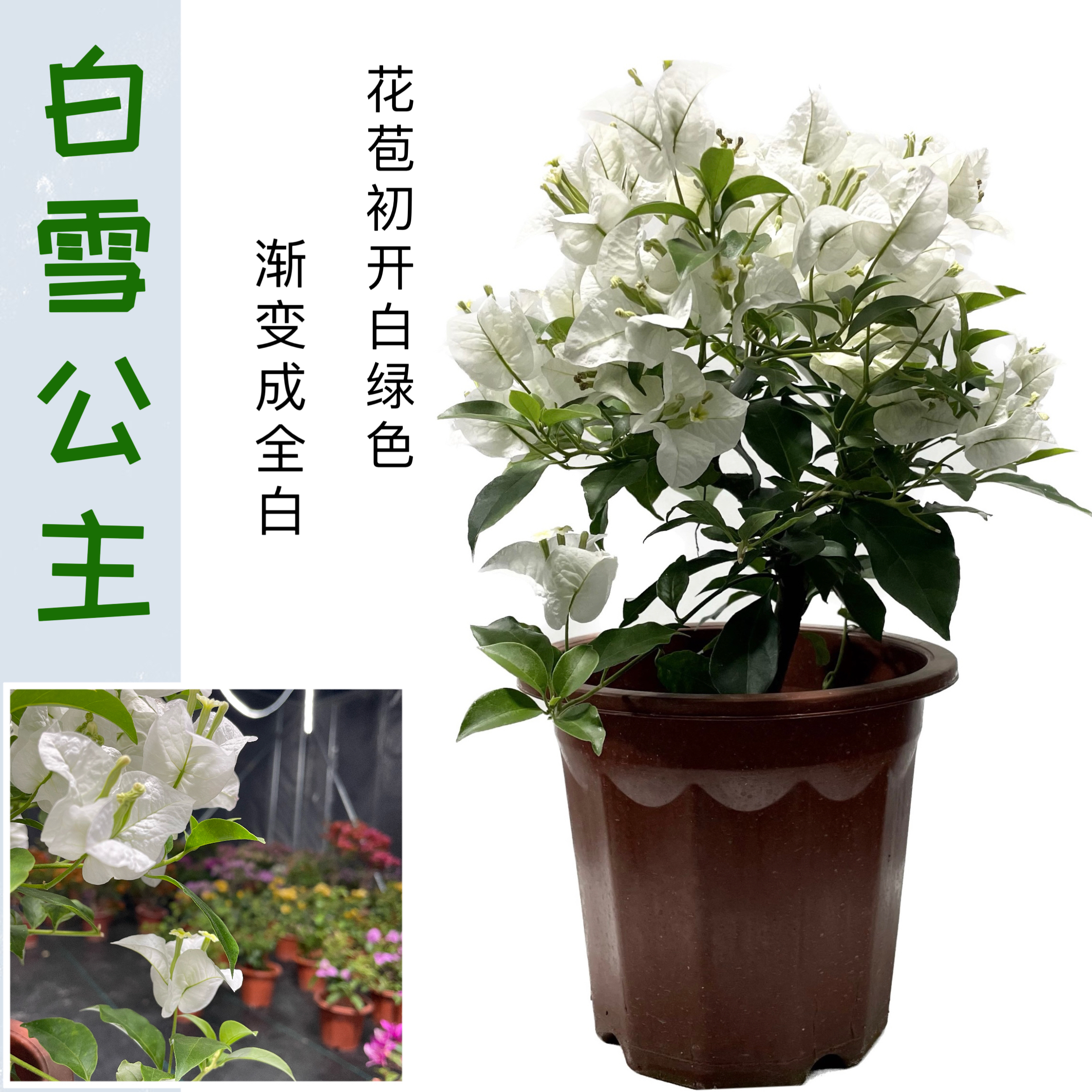 三角梅（白雪公主）勤花好养