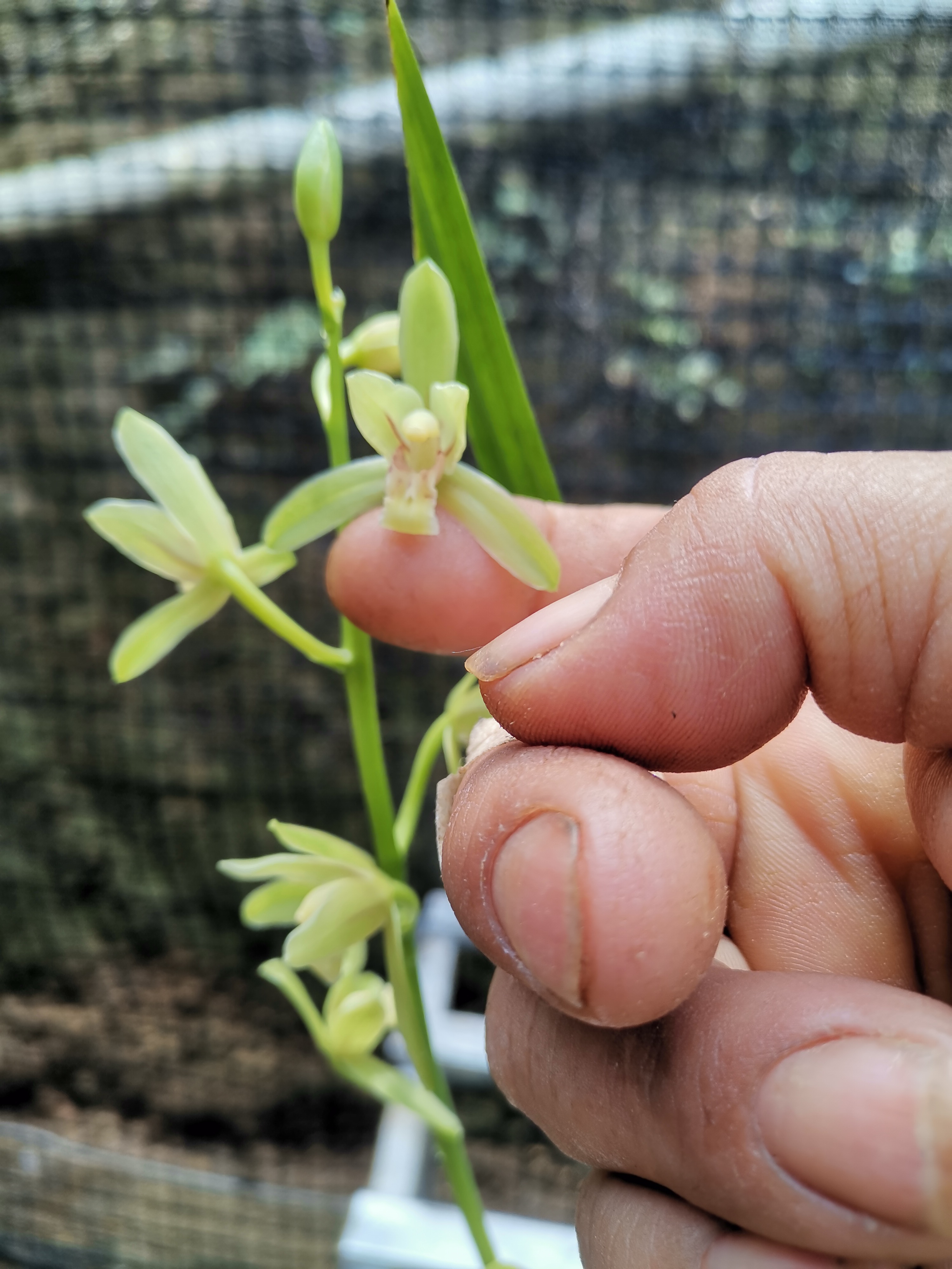 秋榜兰花一枝多花