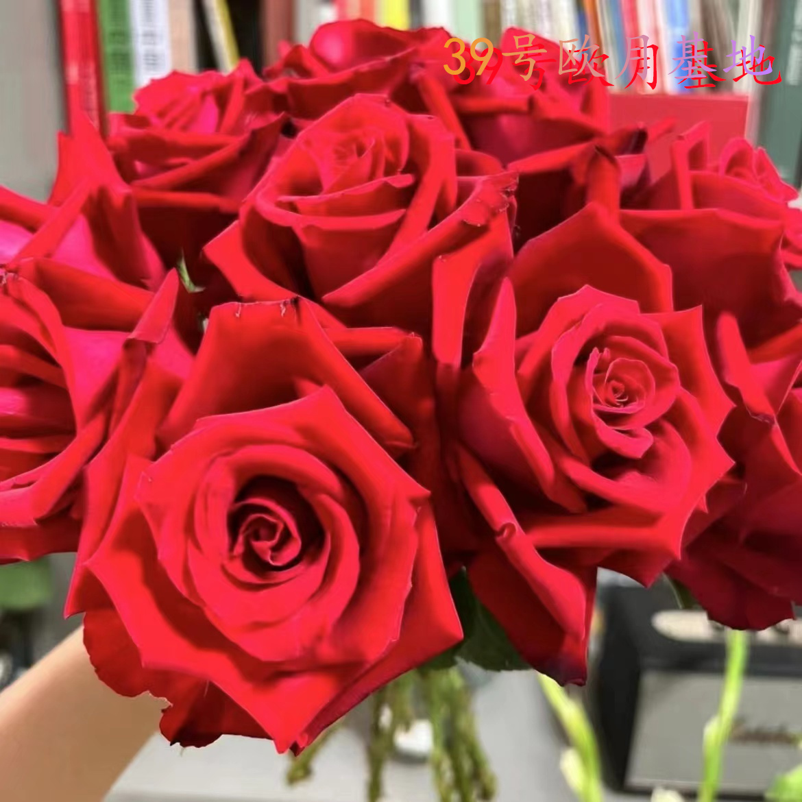 【红丝绒】+【大花美人】勤花阳台养护懒人绿植月季花苗四季开花