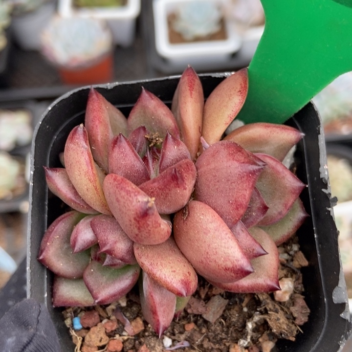 929夜魔侠多肉植物