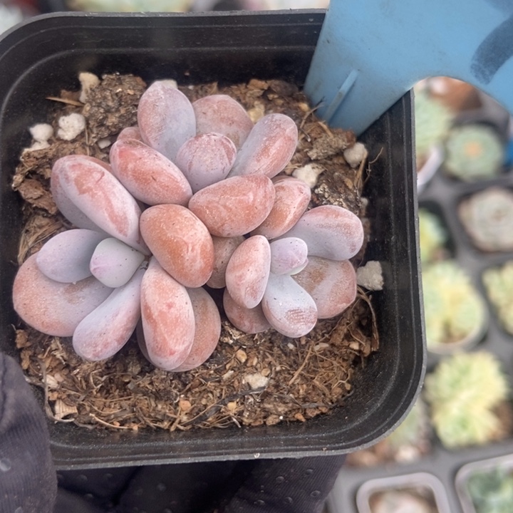 519粉兔多肉植物保护