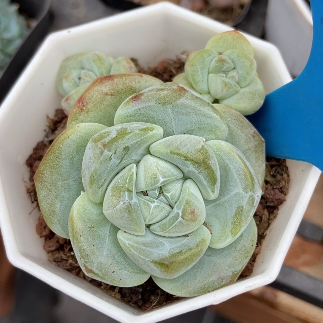 多肉植物冰玉1024