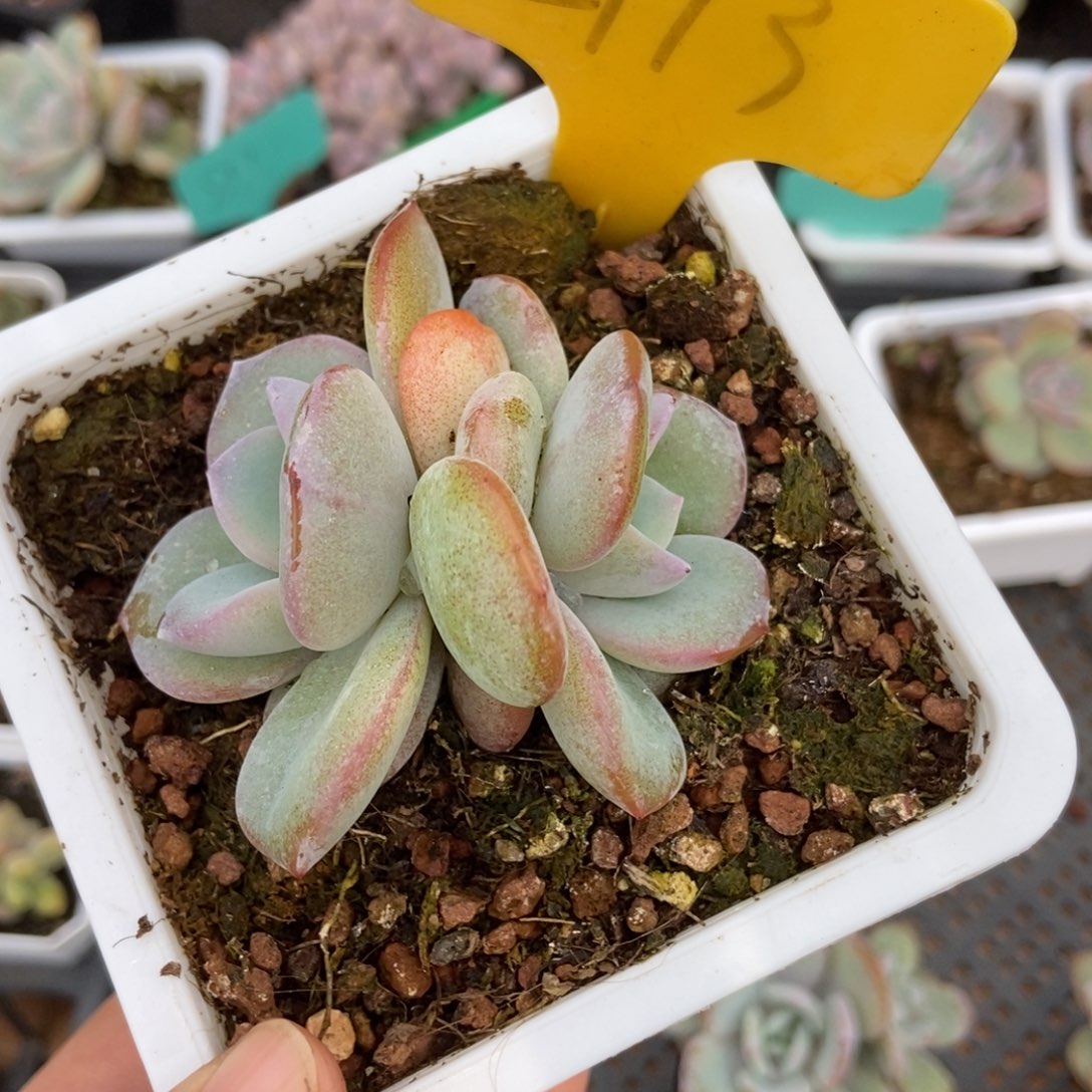 2113奶茶多肉植物保护