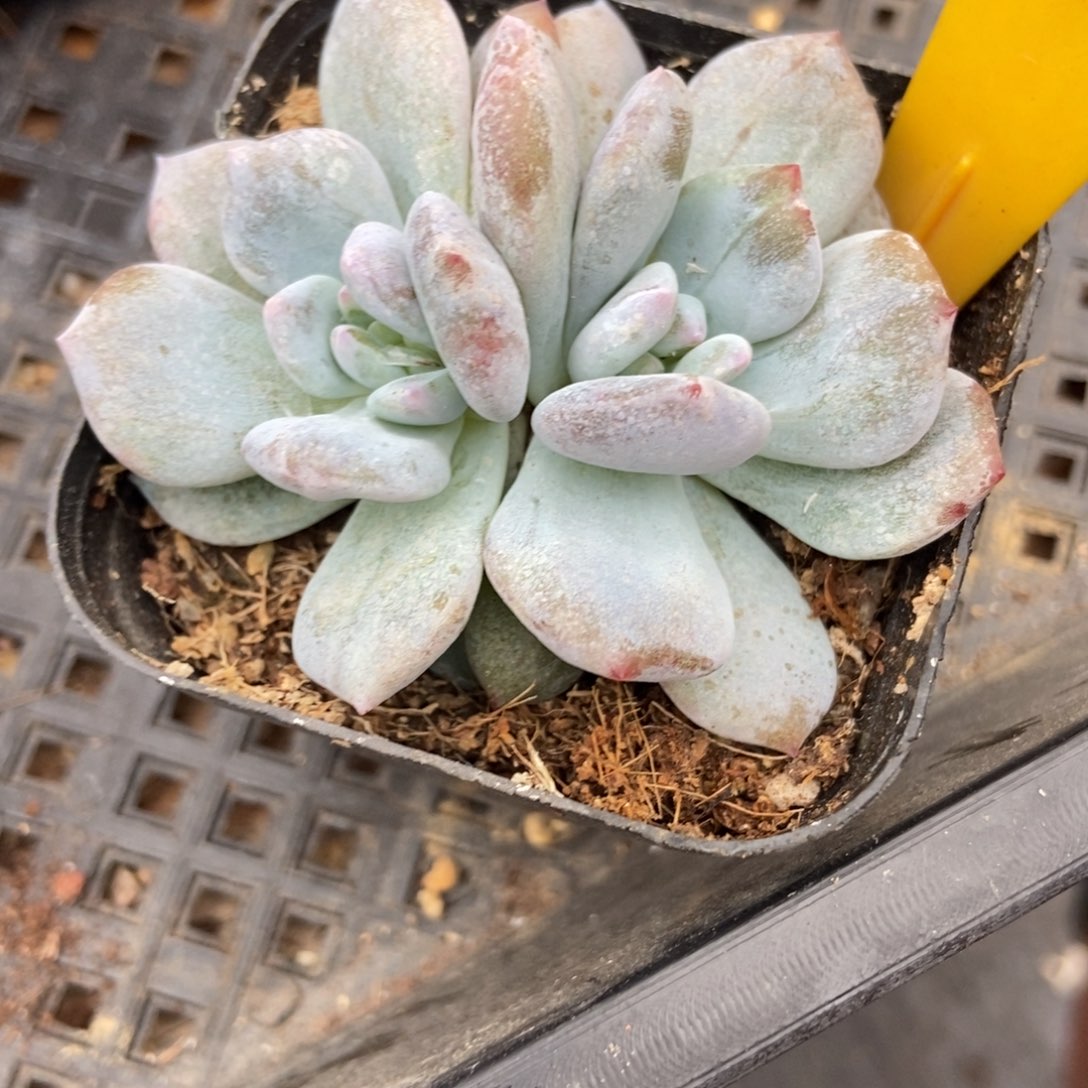 多肉植物1940星影石化