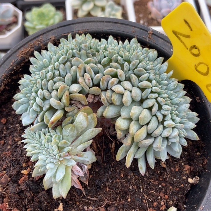 2000星影缀多肉植物