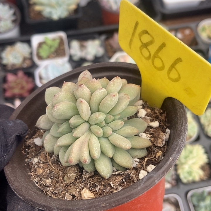 1866爱丽儿缀多肉植物