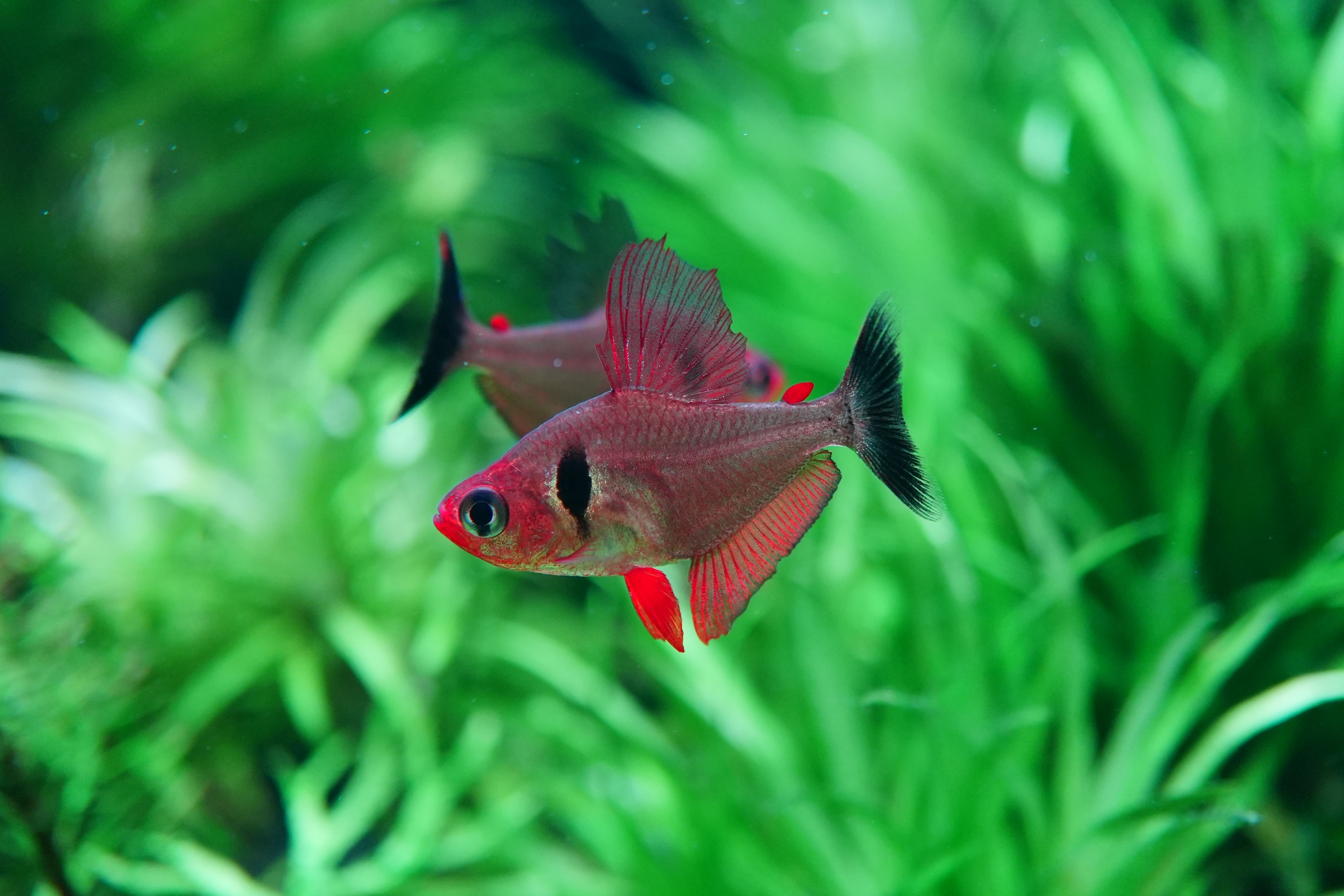 （珍宝级）正品潘塔纳尔旗灯鱼