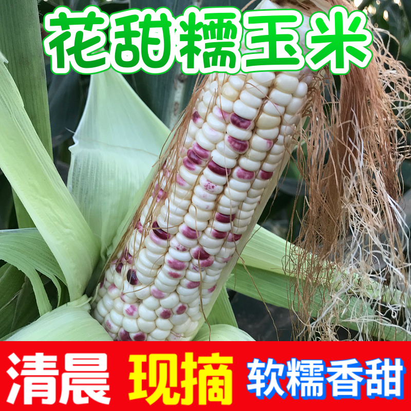 花糯玉米当季新鲜带皮当天现摘甜糯代餐3斤5斤9斤精品苞米原产地