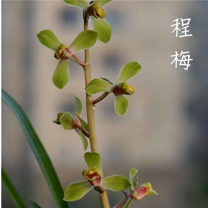 国兰铭品 直播一物一拍 蕙兰春剑 