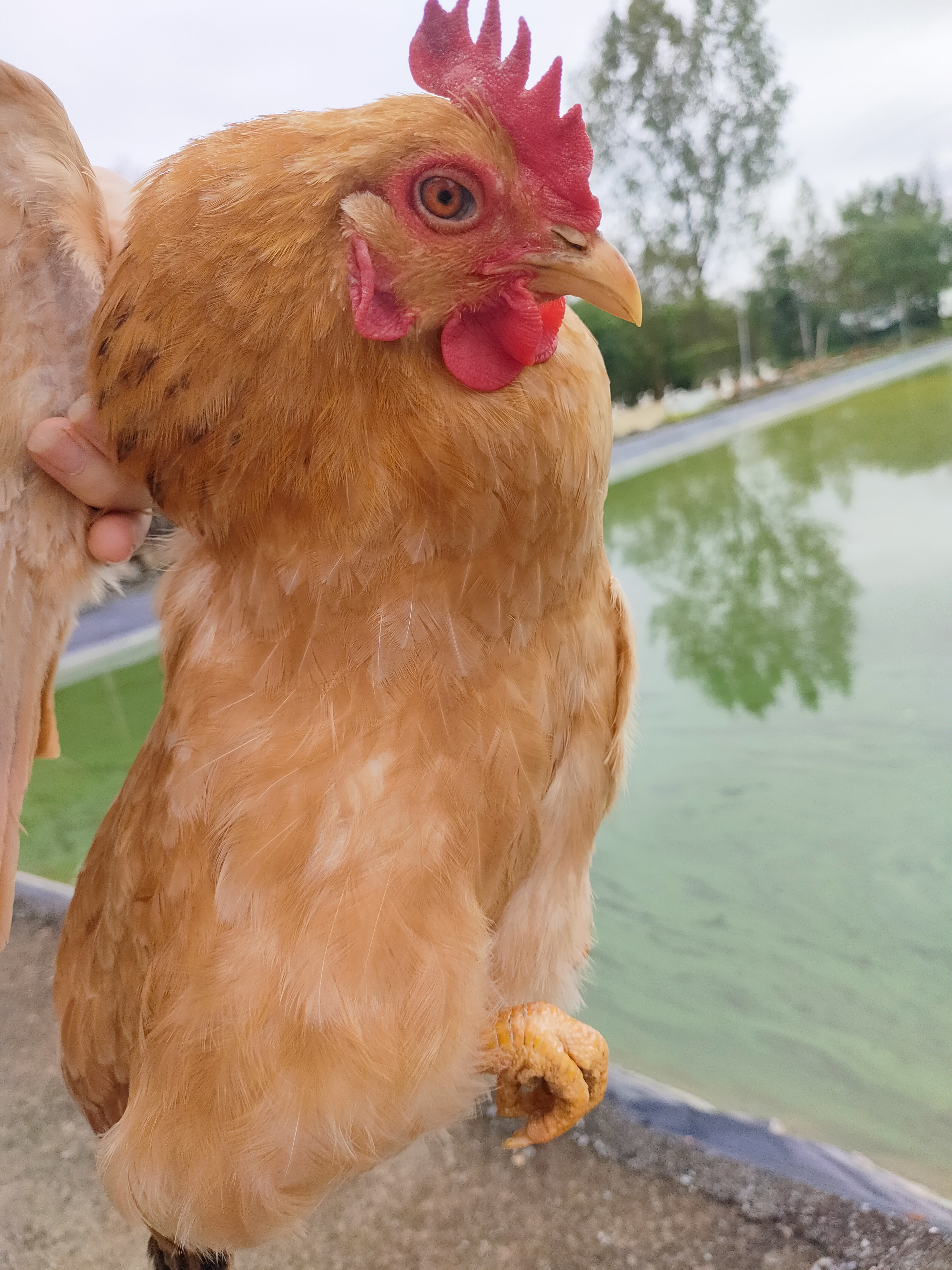 阿珠放养土鸡老母鸡