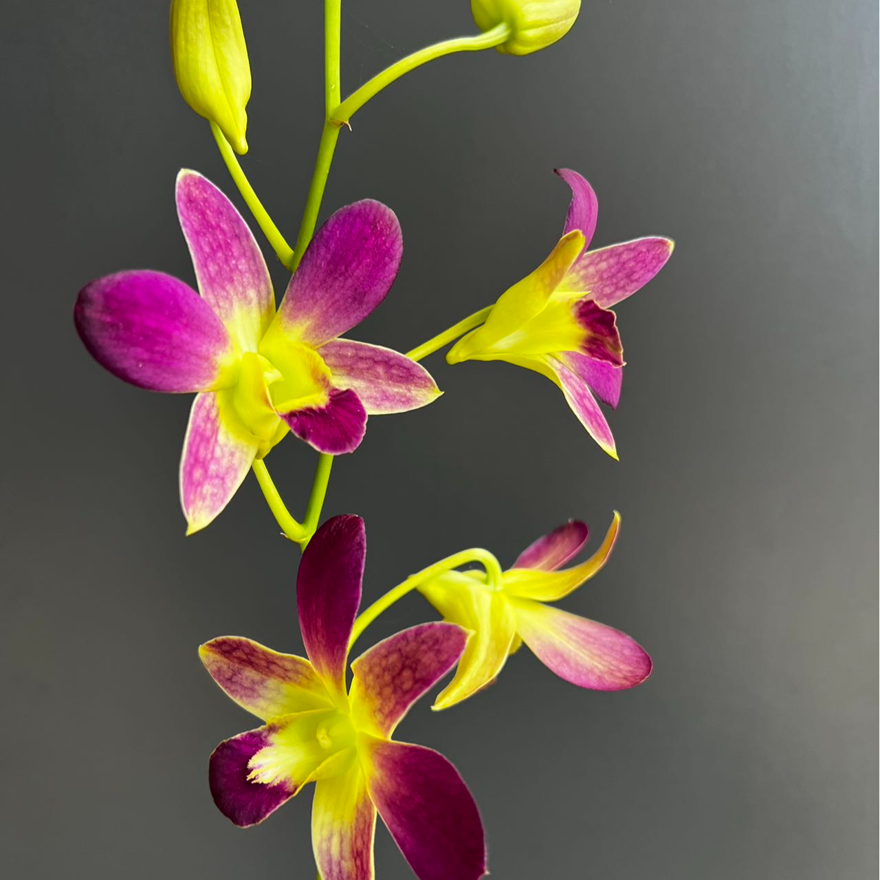 【新富贵】石斛石斛兰盆栽四季开花好养家庭园艺盆栽