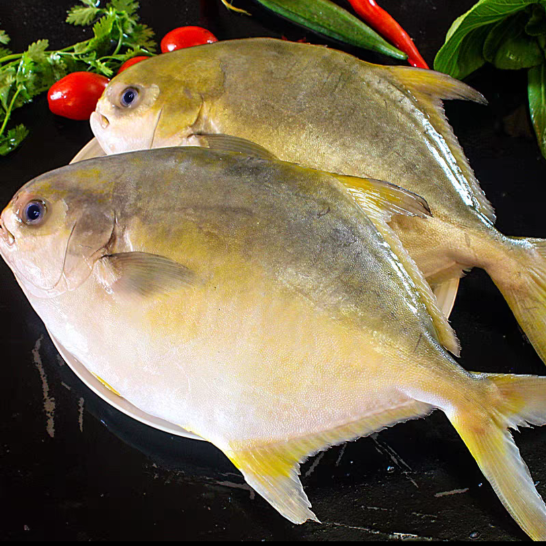  海捕金鲳鱼 天然深海捕捞 野生新鲜 新鲜速冻 顺丰发货