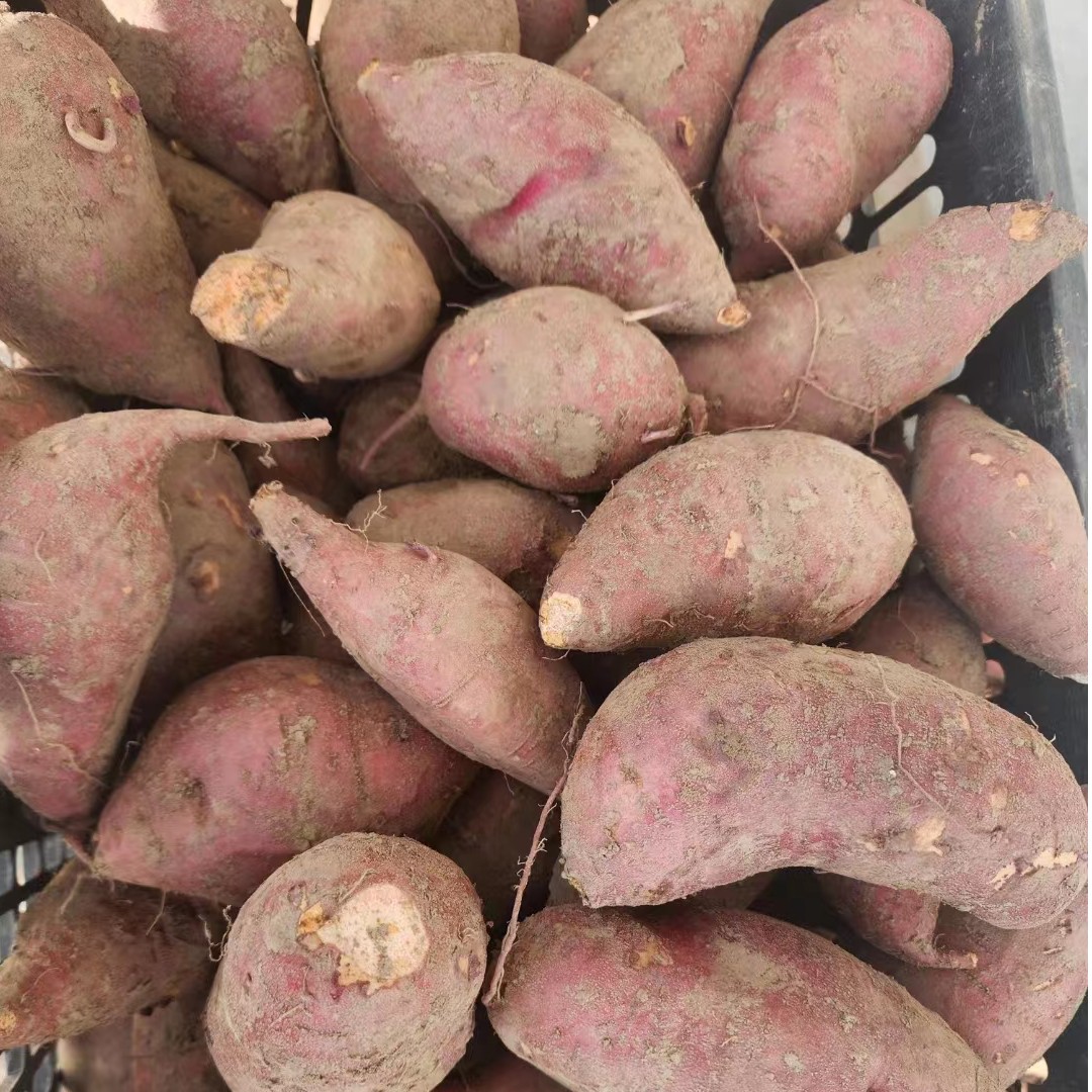 UNCLE WU/吴叔叔崇明红薯番薯地瓜5/10斤装