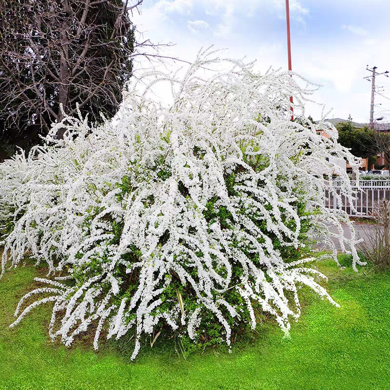 雪柳白色喷雪花苗盆栽花卉绿植珍珠梅绣线菊庭院阳台室内室外耐寒