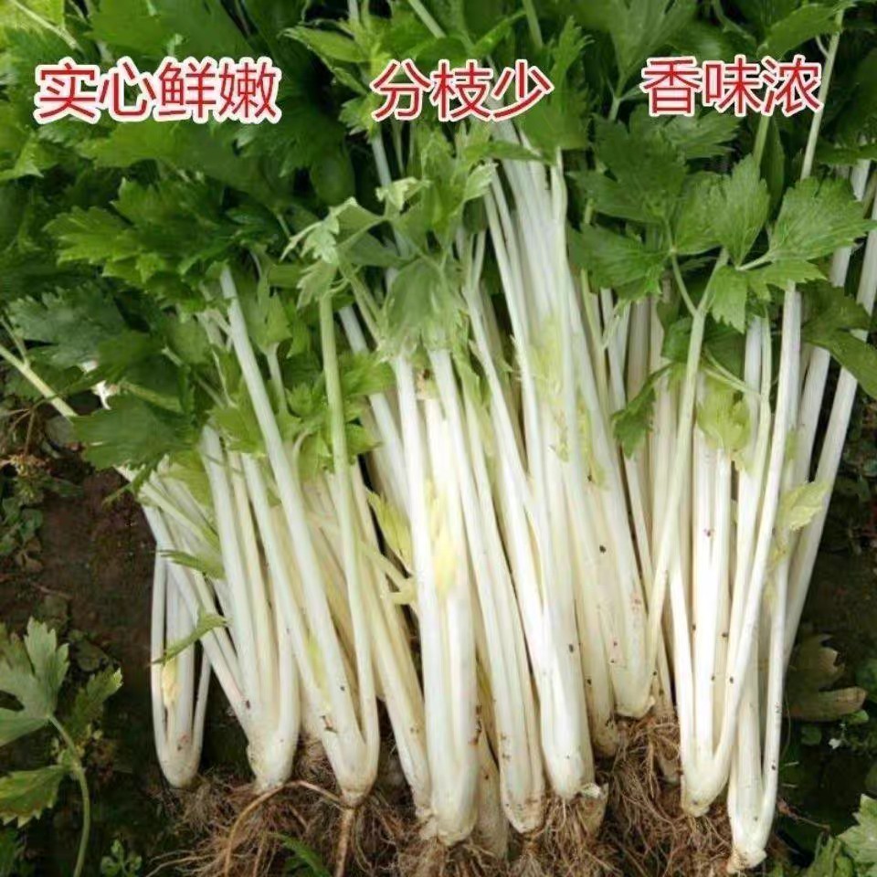 四川白芹菜老品种现挖香芹菜新鲜蔬菜清脆爽口