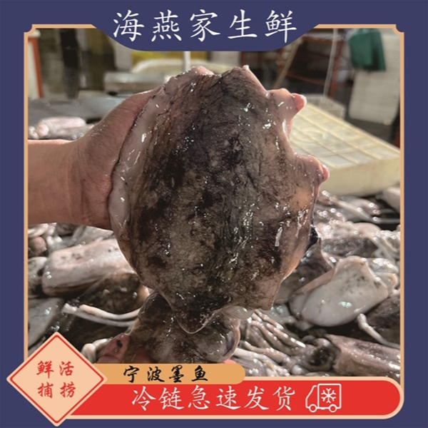 宁波东海本港墨鱼(到手3.2斤共6只) 急冻锁鲜 每只4.5-6两