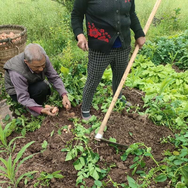 四川高山农村新鲜嫩土豆农家自种应季蔬菜现挖马铃薯红皮嫩洋芋