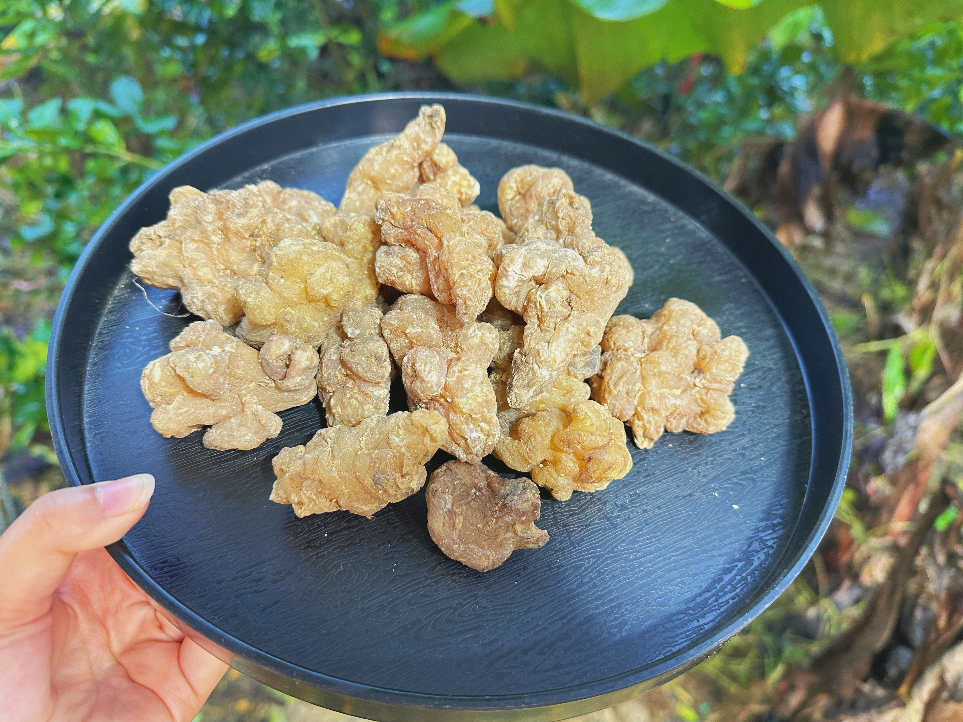 【阿刊収好货】现收土特产 玉-金-苓 250-500克食用农产品